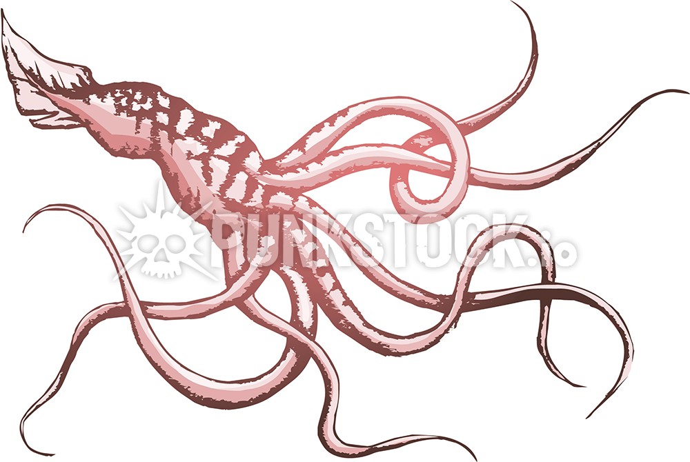 Squid squids octopus vector graphic