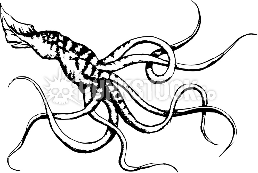 Squid squids octopus vector graphic