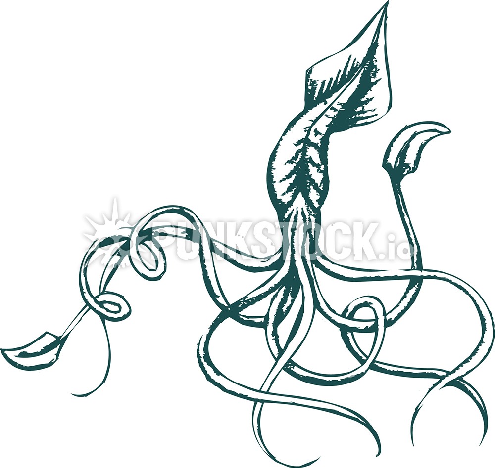 Squid squids octopus vector graphic