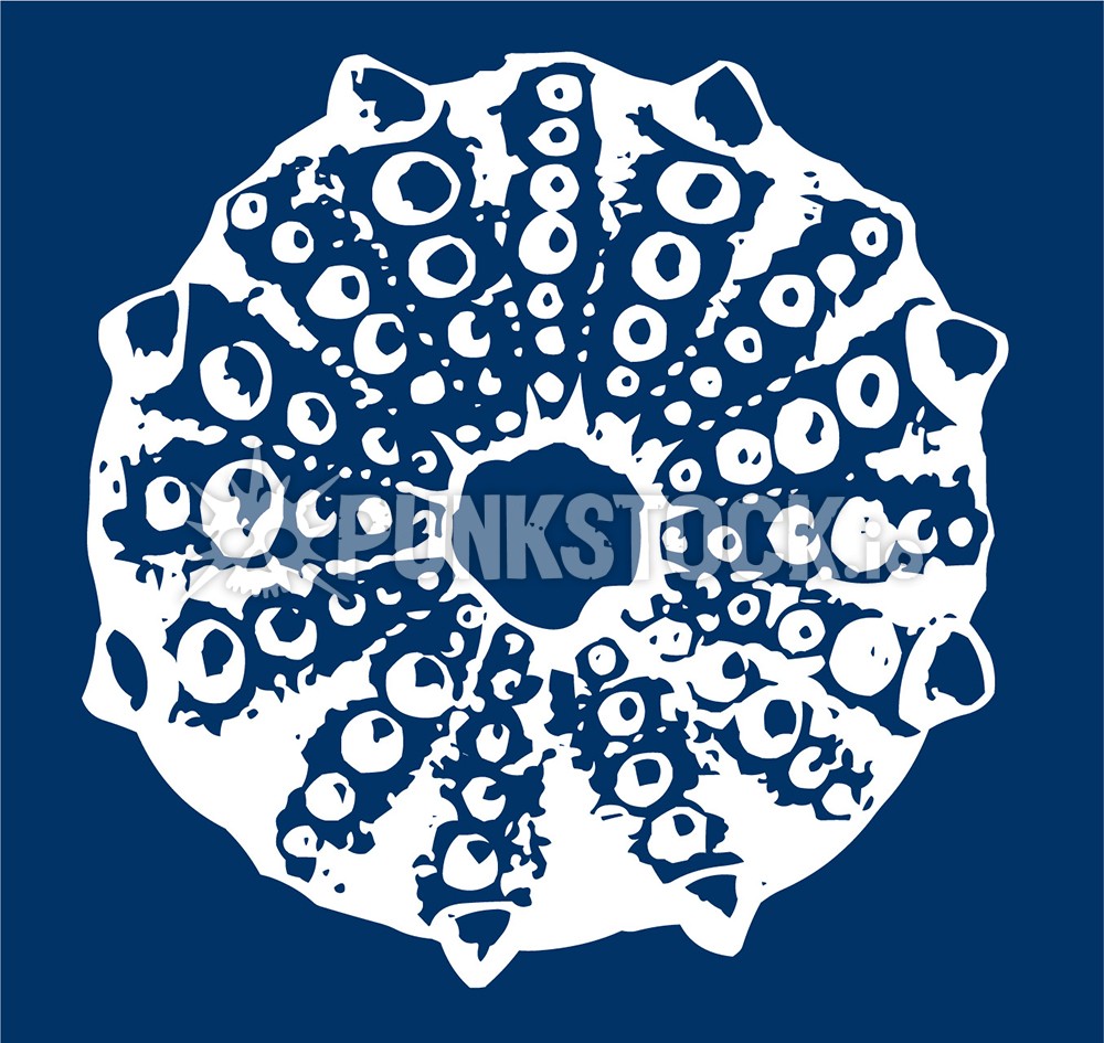 Sketch sketched urchinm urchins vector graphic