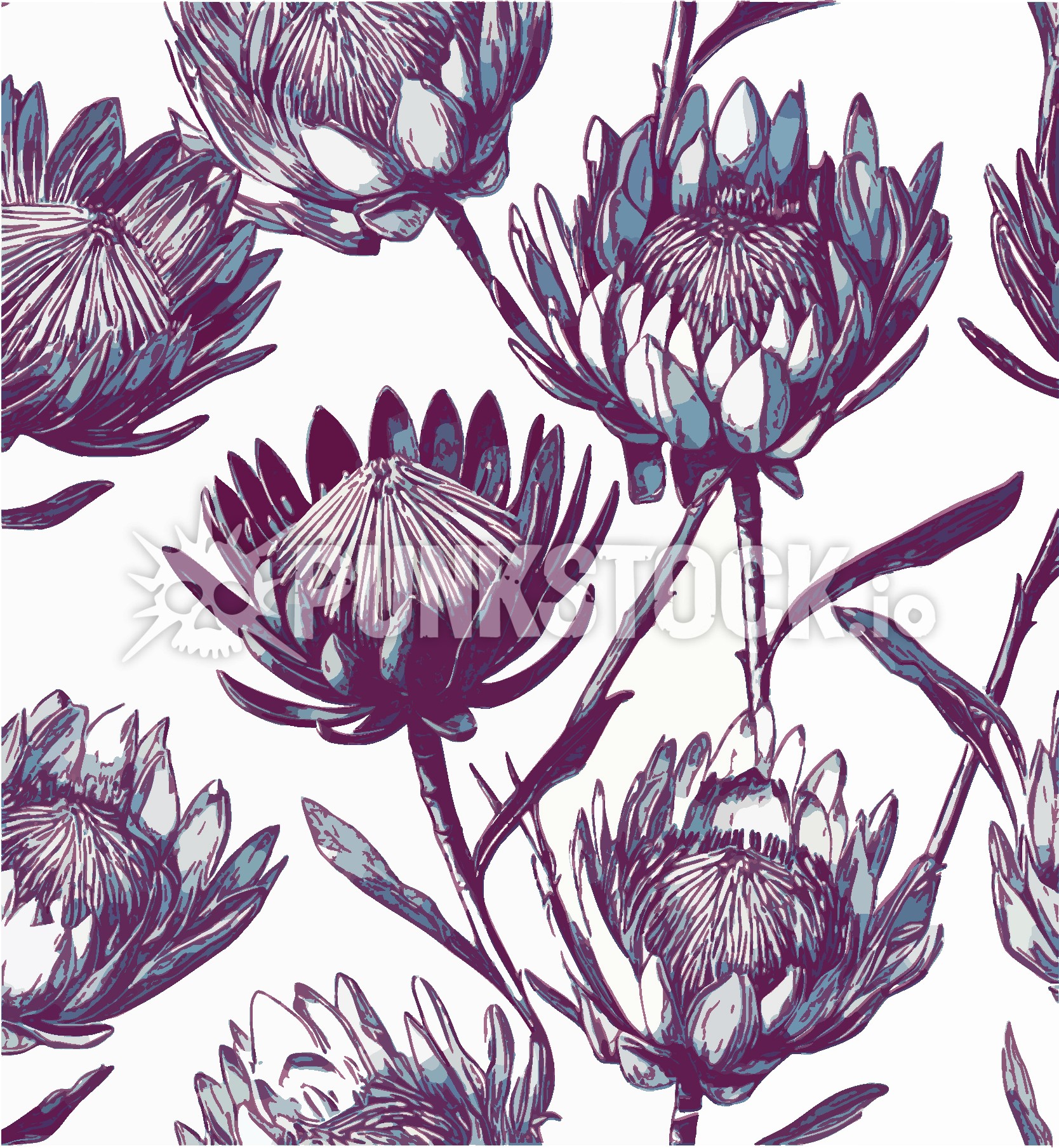 Flower flowers protea vector graphic