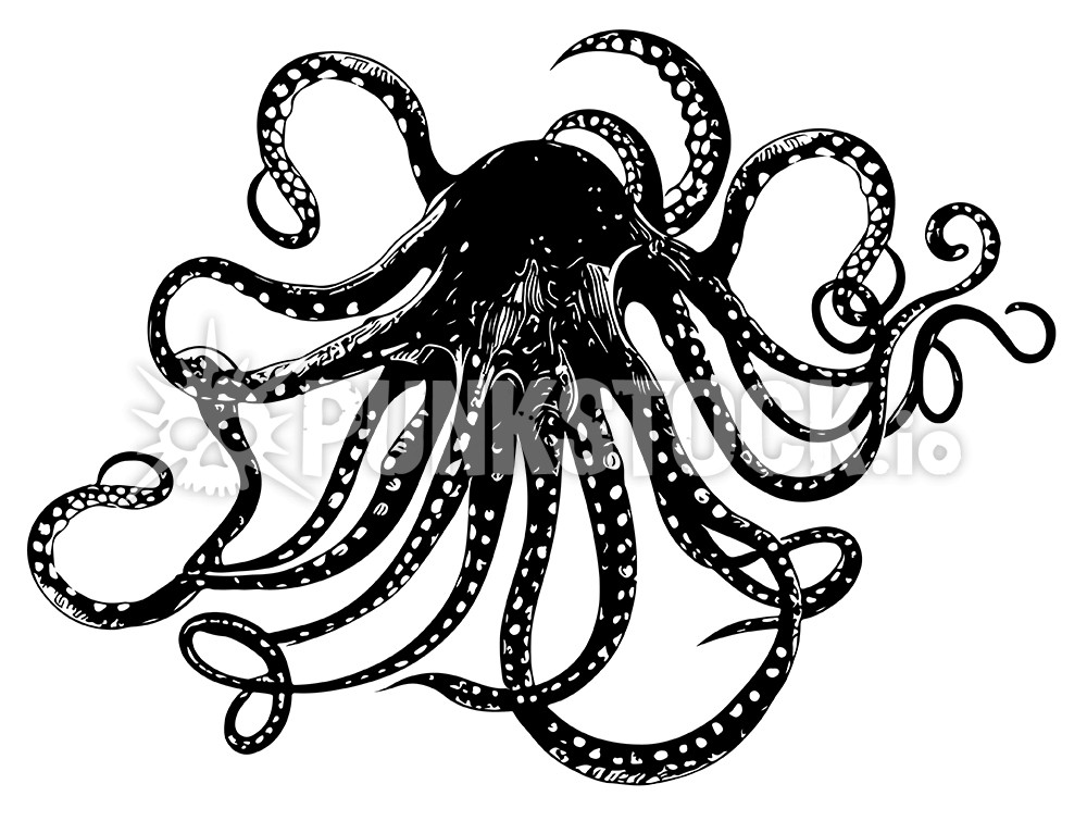 Squid squids octopus vector graphic