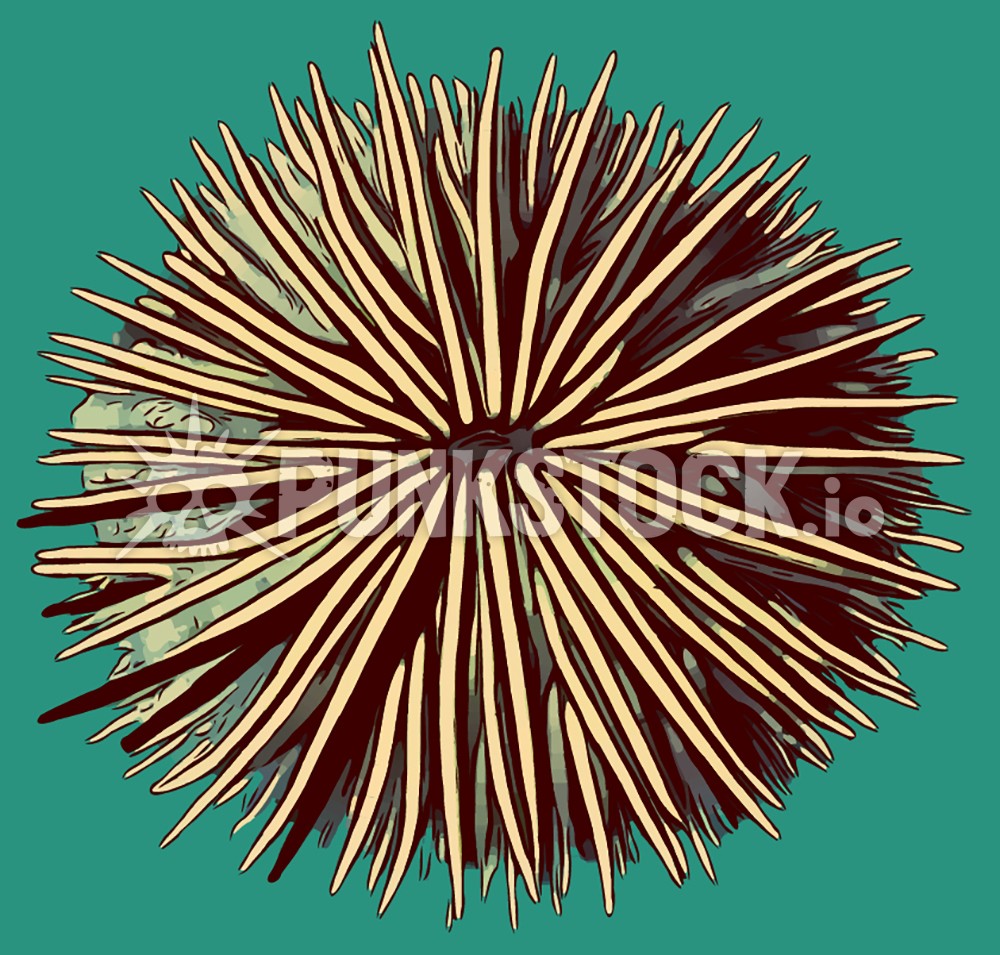 Urchin shell spikes vector graphic