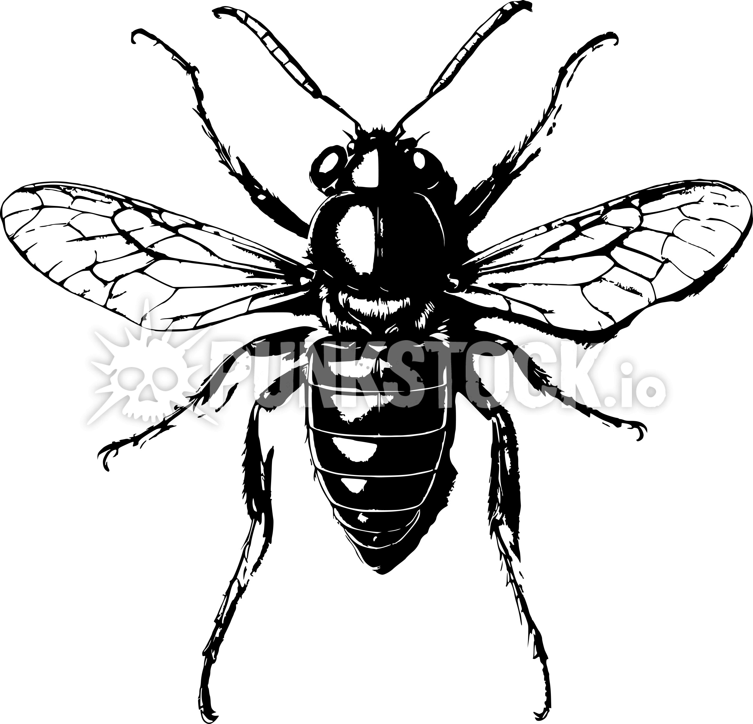 Bug insect bugs vector graphic