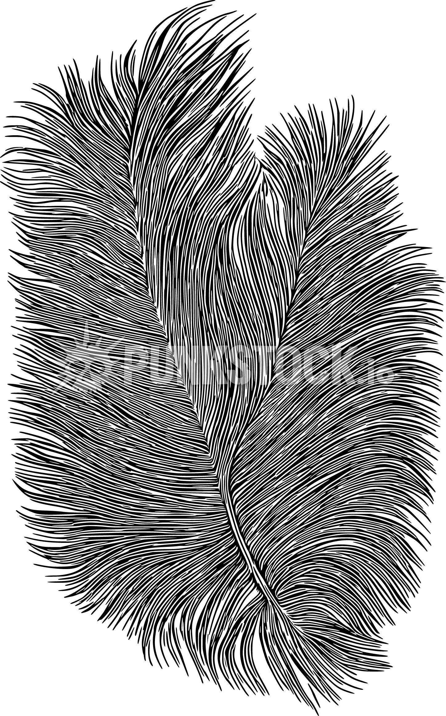 Feather feathers delicate vector graphic