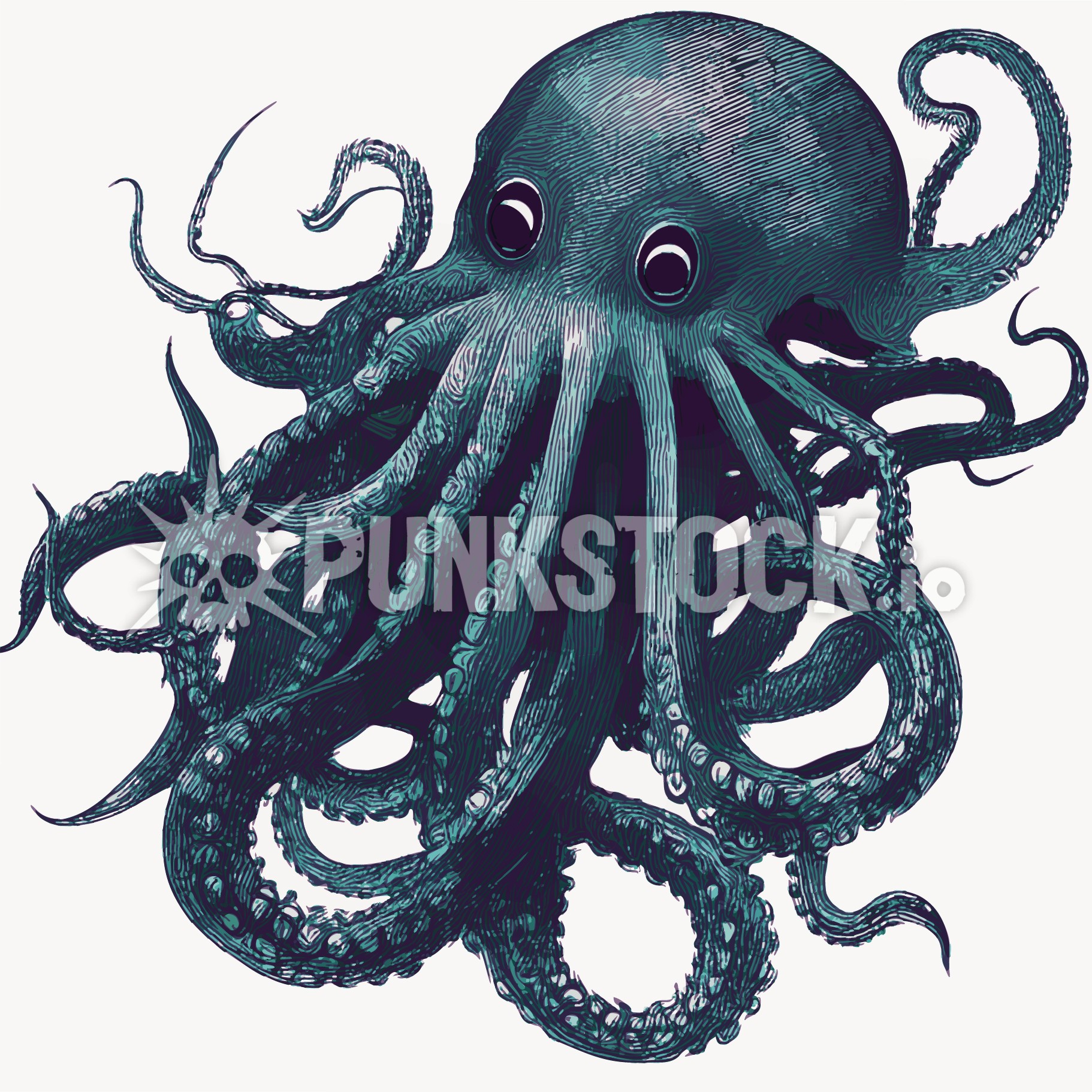 Squid squids octopus vector graphic