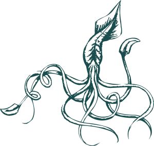Squid vector graphic