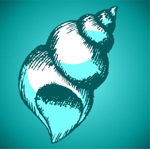 Sea shell vector graphic