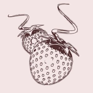 Strawberry vector graphic
