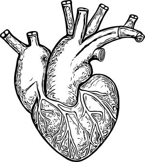 Heart vector illustration