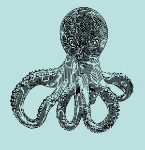 Squid vector graphic