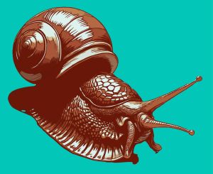 Snail vector graphic