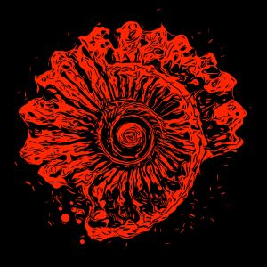 Shell vector graphic